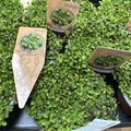 Leptinella dioica 'Minima'