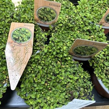 Leptinella dioica 'Minima'