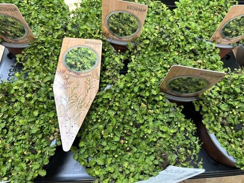 Leptinella dioica 'Minima'