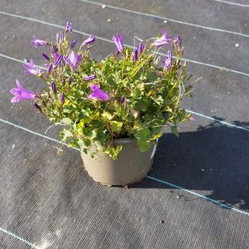 Campanula portenschlagiana 'Clockwise Deep Blue'