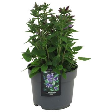 Campanula 'Viking'