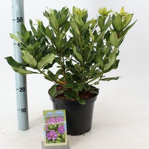 Rhododendron ponticum (About Plants Zundert BV)