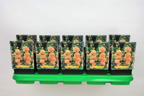 Alcea rosea 'Chater's Double Apricot'