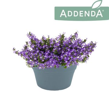 Campanula poscharskyana ADANSA PURPLE