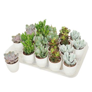 Succulents MIX