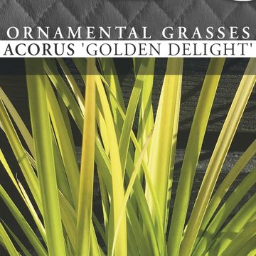 Acorus gramineus 'Golden Delight'