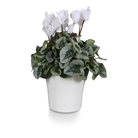 Cyclamen persicum SUPER SERIE REMBRANDT MIX