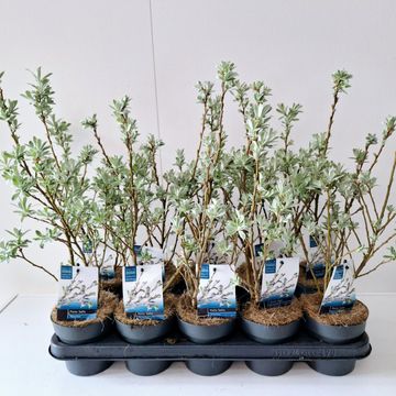 Salix helvetica