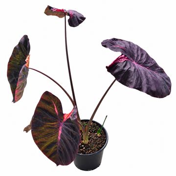 Colocasia 'Hybrid Purana'