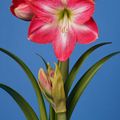 Hippeastrum 'Exposure'