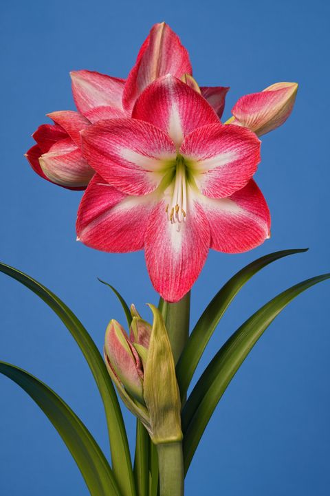 Hippeastrum 'Exposure'