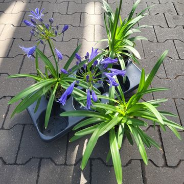 Agapanthus 'Charlotte'