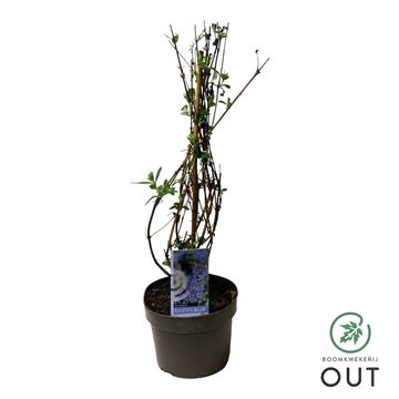 Buddleja davidii 'Ellen's Blue'