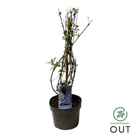 Buddleja davidii 'Ellen's Blue'