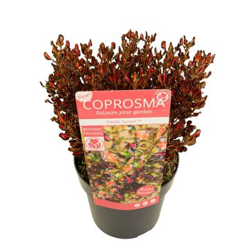 Coprosma PACIFIC SUNSET