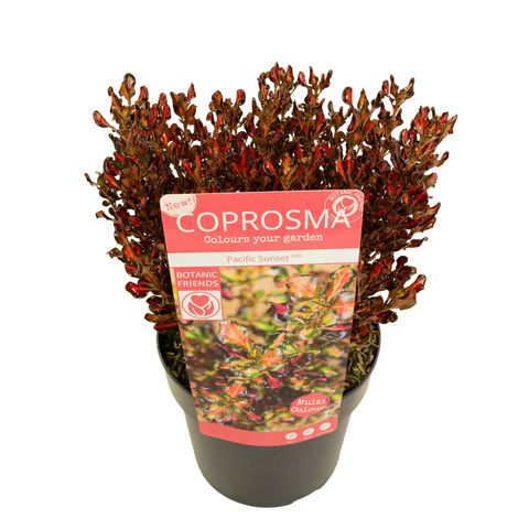 Coprosma PACIFIC SUNSET