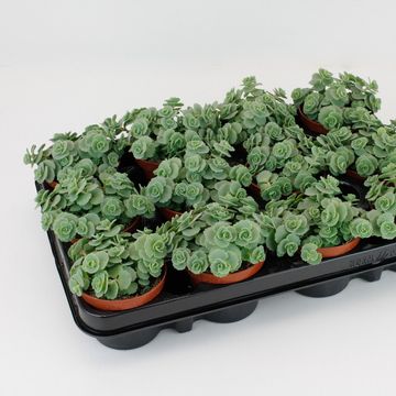 Sedum sieboldii