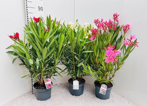Nerium oleander MIX