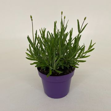 Lavandula angustifolia 'Hidcote'