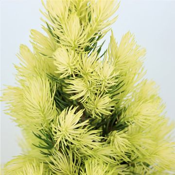 Picea glauca 'Daisy's White'