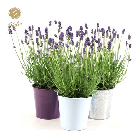 Lavandula angustifolia 'Felice'