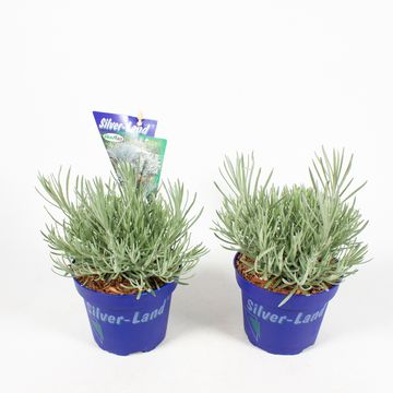 Helichrysum stoechas