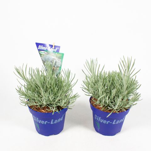 Helichrysum stoechas