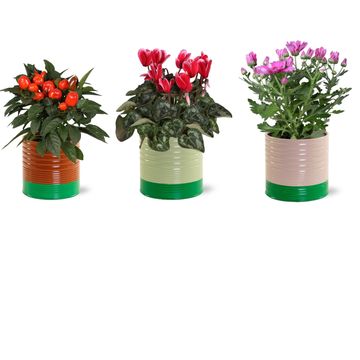 Plantas com flor MIX