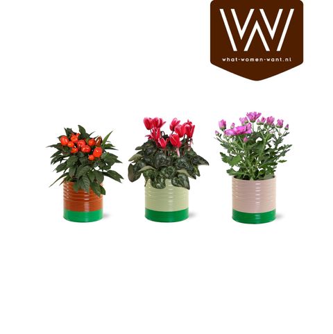 Plantas com flor MIX