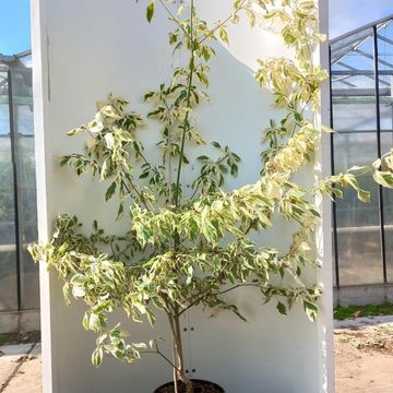 Cornus controversa 'Variegata'