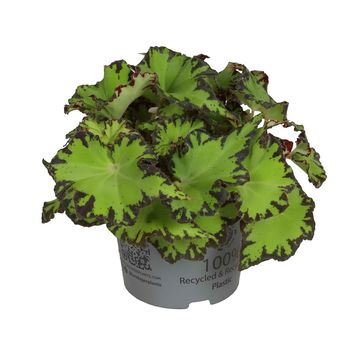Begonia 'Red Jive'