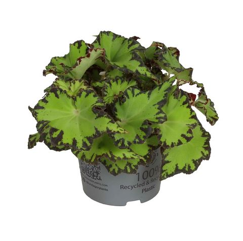 Begonia 'Red Jive'