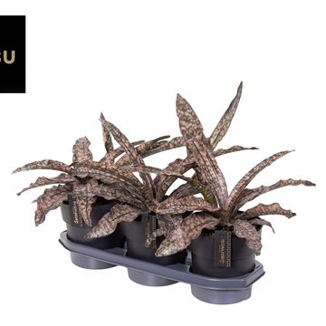 Sansevieria 'Star Canyon Granite'