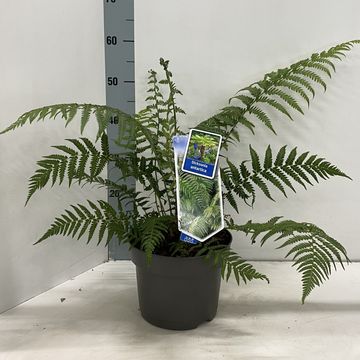 Dicksonia antarctica