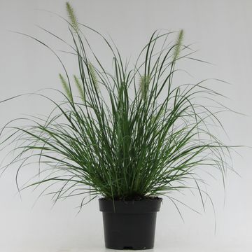 Pennisetum alopecuroides 'Little Bunny'