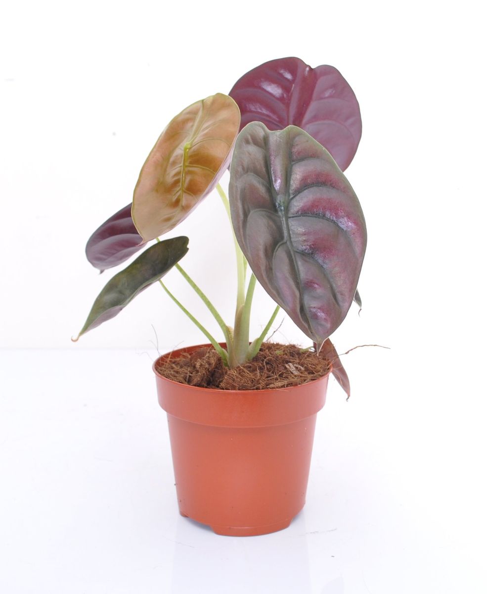 Alocasia cuprea 