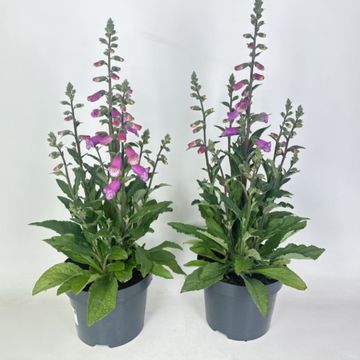 Digitalis 'Panther'