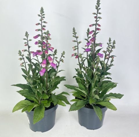 Digitalis 'Panther'