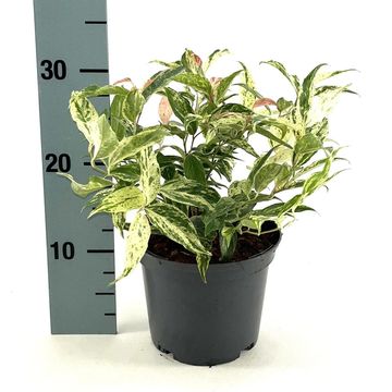 Leucothoe fontanesiana 'Rainbow'