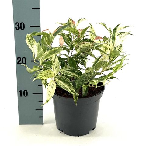 Leucothoe fontanesiana 'Rainbow'