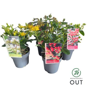 Hypericum MIRACLE MIX