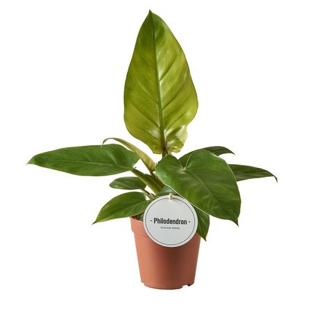 Philodendron 'Jungle Fever'