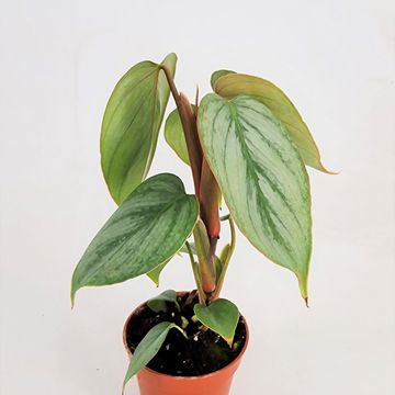 Filodendron sodiroi