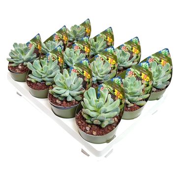 x Pachyveria scheideckeri 'Albocarinata'