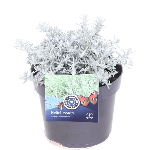 Helichrysum SILVIO BUSHY