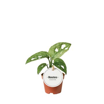 Monstera adansonii 'Variegata'