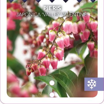 Pieris japonica 'Valley Valentine'