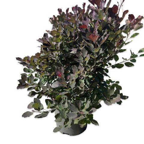 Cotinus DUSKY MAIDEN