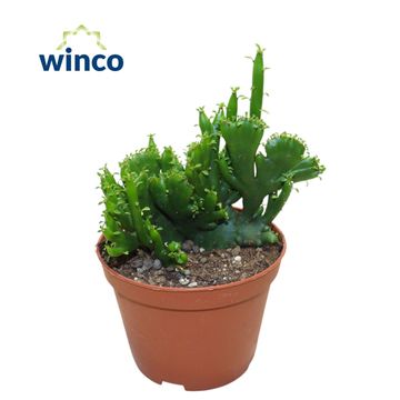 Euphorbia leucodendron cristata