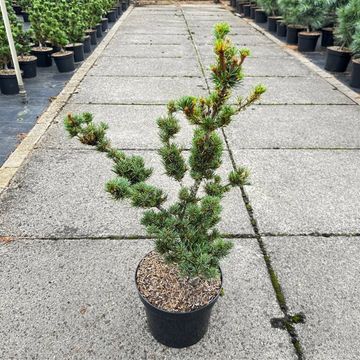 Pinus parviflora 'Koko-no-e'